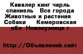 Кавалер кинг чарль спаниель - Все города Животные и растения » Собаки   . Кемеровская обл.,Новокузнецк г.